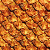 Copper Dragon Reptile Scales