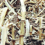 Bamboo/Cornstalk